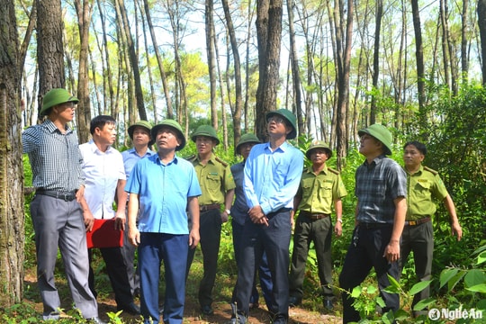 Phó Chủ tịch UBND tỉnh Nguyễn Văn Đệ kiểm tra công tác phòng, chống sâu róm hại thông