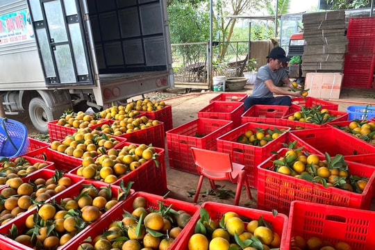 Đồng Thành (Yên Thành ) - miền quê trù phú, năng động