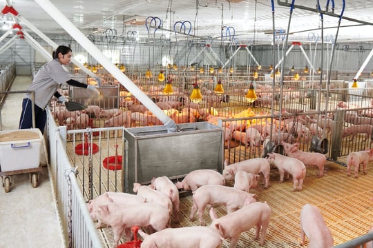 Giá lợn hơi hôm nay 26/8/2024: Không có biến động