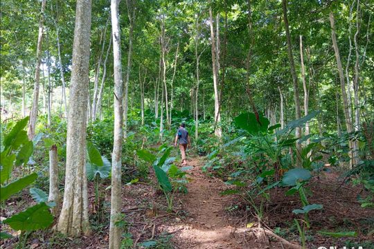 Chủ rừng ở Nghệ An sắp có thêm nguồn thu nhập từ bán tín chỉ các bon