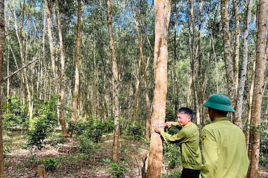 Phát huy trồng rừng gỗ lớn ở Công ty Lâm Nông nghiệp Sông Hiếu