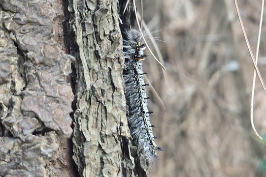 Cận cảnh sâu róm ăn trụi nghìn hecta thông ở Nghệ An