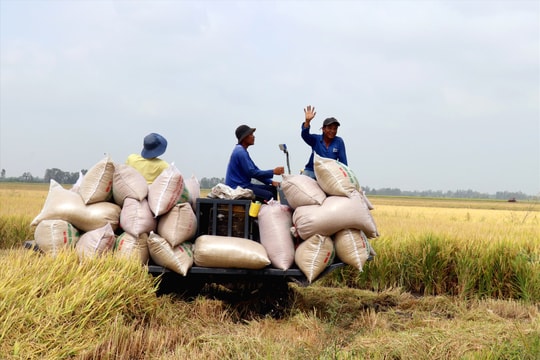Giá lúa gạo hôm nay 28/8/2024: Trong nước đồng loạt tăng nhẹ