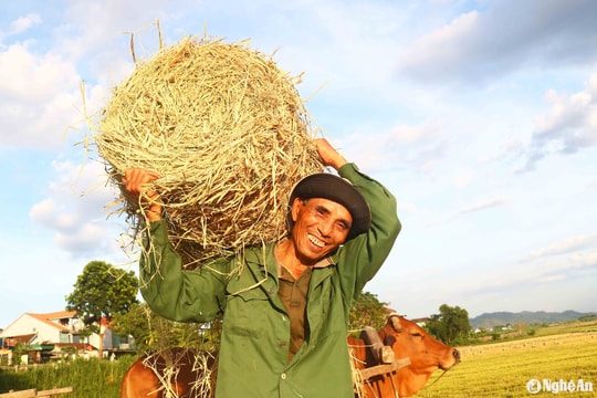 Mùa gặt, dịch vụ cuộn rơm trên đồng ở Nghệ An làm không hết việc