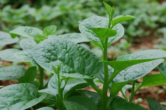 Những ai không nên ăn rau mồng tơi?