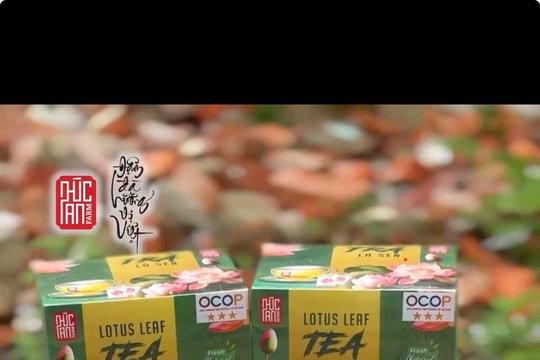 Trà lá sen xứ Nghệ: thức uống thanh lành tốt cho sức khoẻ