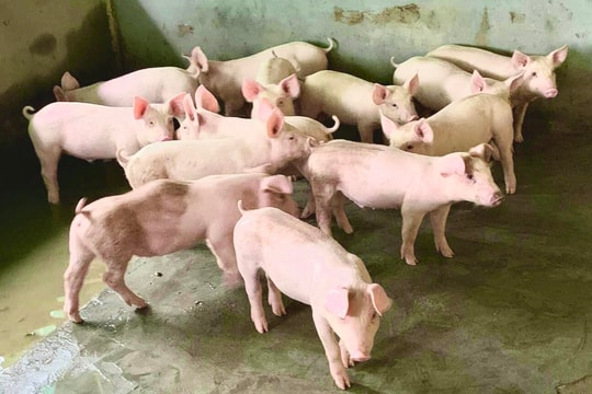 Giá lợn hơi hôm nay 30/8/2024: Ổn định ở mức cao