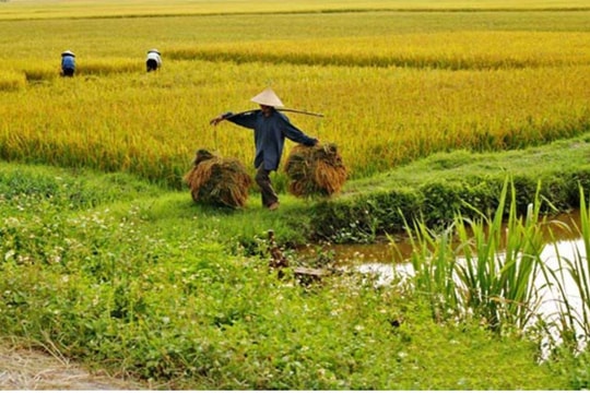 Giá lúa gạo hôm nay 30/8/2024: Giá lúa gạo giảm nhẹ