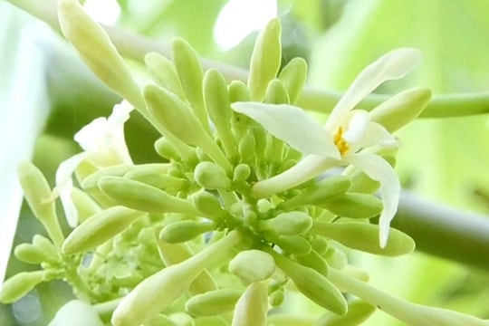 Công dụng chữa bệnh của hoa đu đủ đực