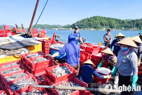 Nhu cầu tăng, ngư dân Nghệ An ‘gác lễ’ bám biển cung ứng cho thị trường