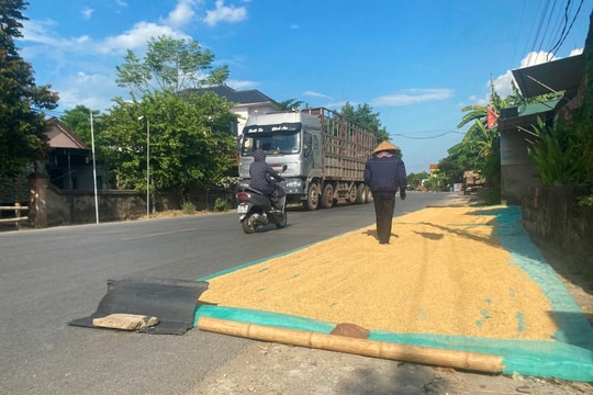 Biến lòng đường thành sân phơi lúa: Nguy cơ mất an toàn giao thông