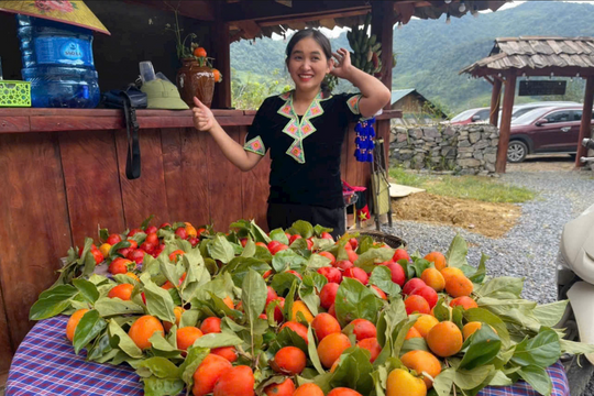 Đặc sản dưa chuột núi, hồng chín đỏ ở vùng cao Kỳ Sơn vào mùa