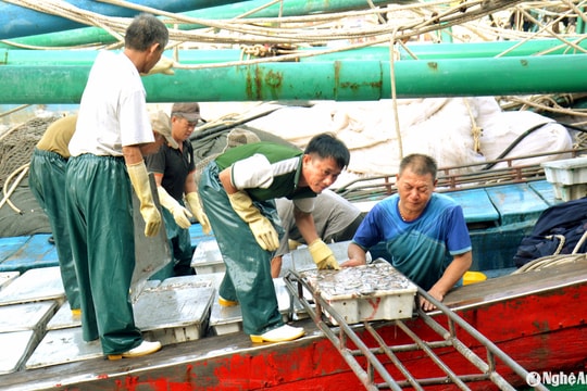 Tàu thuyền về tránh bão số 3, cảng cá lớn nhất Nghệ An đón trên 500 tấn hải sản