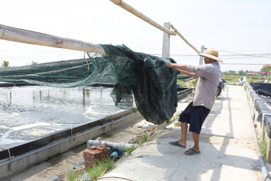 Nông dân Nghệ An chủ động bảo vệ thủy sản nuôi trước siêu bão Yagi