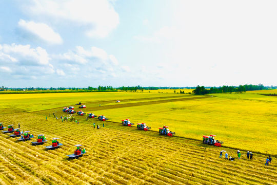 Giá lúa gạo hôm nay 5/9/2024: Giá gạo tăng 50 - 150 đồng/kg