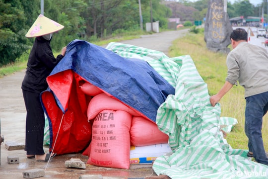 Người dân vùng rốn lũ Hưng Nguyên rục rịch đưa lúa gạo, trâu bò lên đê tránh lũ