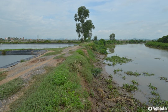 Một số tuyến đê cửa sông, cửa biển Nghệ An nguy cơ mất an toàn trong mùa mưa bão