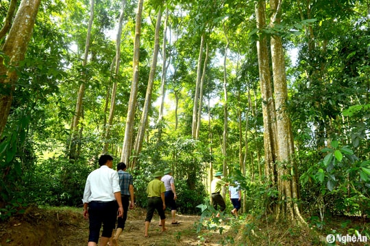 Có một rừng săng lẻ quý ở Bình Chuẩn (Con Cuông)