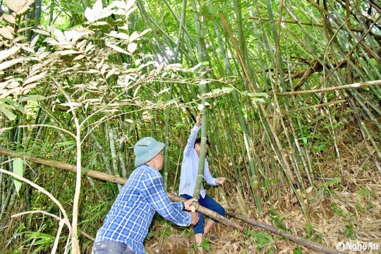 Cây lùng Nghệ An khó tiêu thụ, gãy đổ, thoái hóa