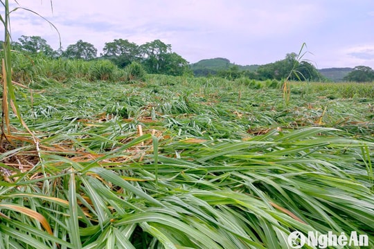 Hàng trăm ha mía đổ rạp sau mưa lốc tại huyện Anh Sơn