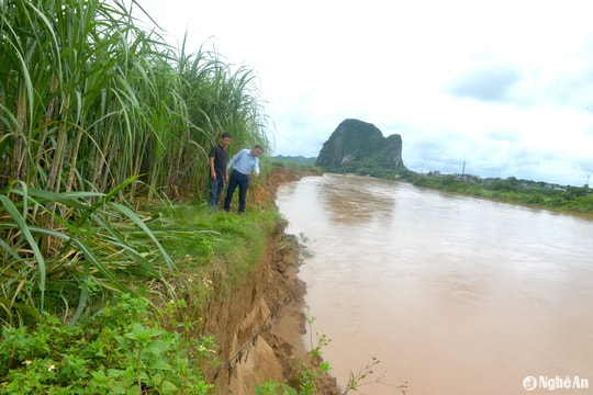 Sạt lở bờ sông Lam nghiêm trọng đoạn qua huyện Anh Sơn