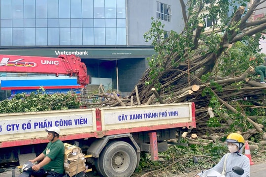 Thành phố Vinh hỗ trợ Thủ đô Hà Nội xử lý cây xanh gãy đổ