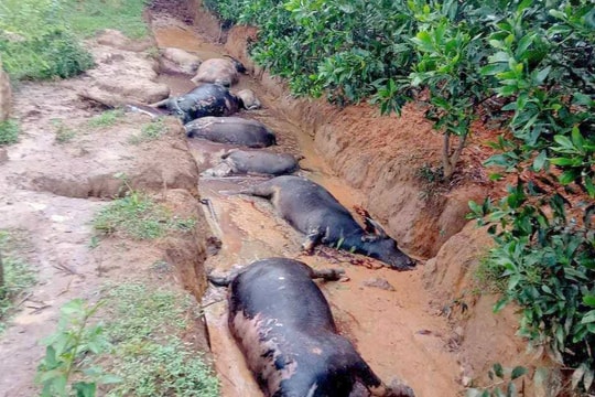 Một gia đình ở huyện Quỳ Châu bị chết 8 con trâu nghi bị sét đánh