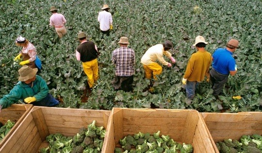 Lao động Nghệ An cẩn trọng khi tiếp cận cơ hội việc làm mới ở Úc