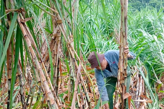 Khắc phục mía bị đổ gãy ở huyện Anh Sơn sau bão số 3