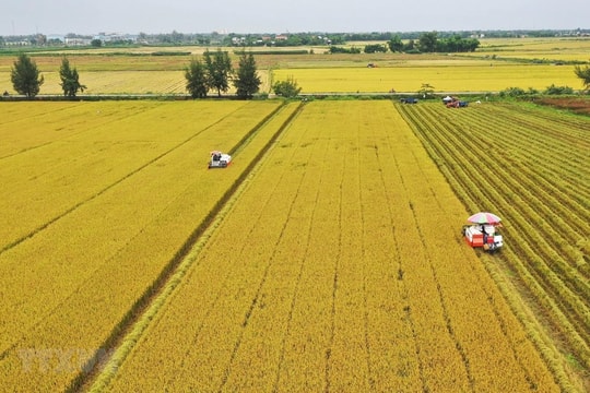 Giá lúa gạo hôm nay 13/9/2024: Giá gạo giảm nhẹ đến 200 đồng/kg