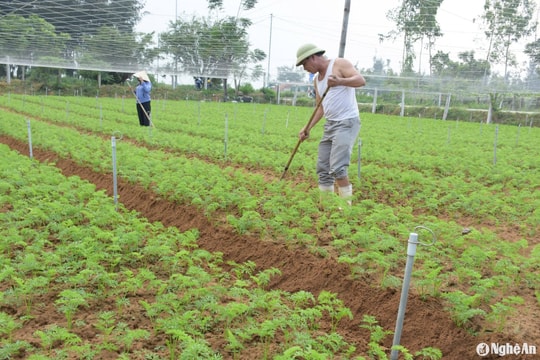 Nông dân Nghệ An bám đồng sản xuất vụ Đông