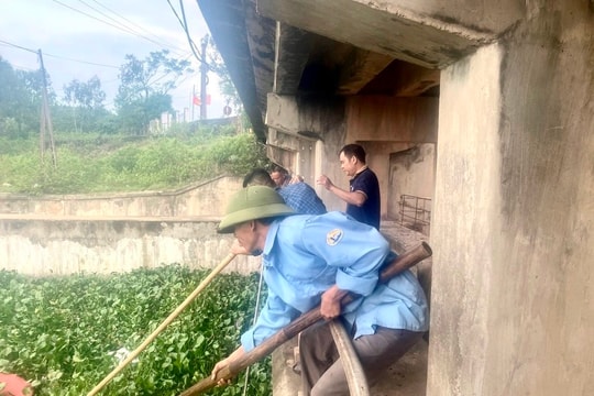 Bèo tây 'bức tử' cửa cống thoát lũ chống úng