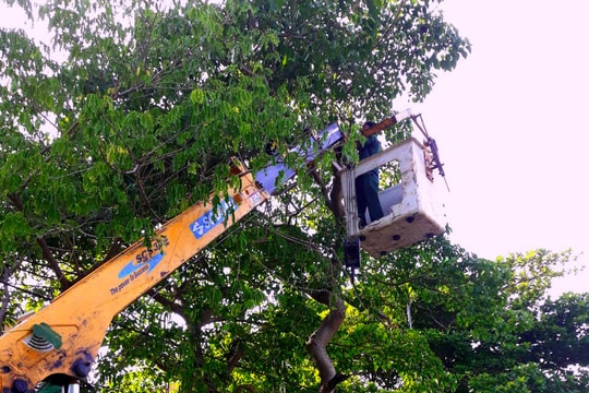 Trồng và quản lý cây xanh đô thị như thế nào để đảm bảo an toàn trong mùa mưa bão?