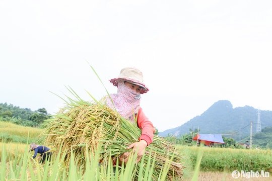 Vùng cao Nghệ An cấp tập thu hoạch lúa hè thu