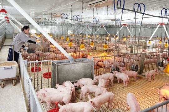 Giá lợn hơi hôm nay 11/12/2024: Tiếp tục tăng trên diện rộng