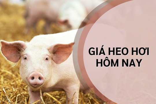 Giá lợn hơi hôm nay 17/9/2024: Tăng nhẹ ở 2 miền Nam, Bắc