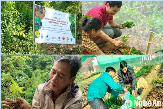 Cộng đồng phát triển cây dược liệu dưới tán rừng tự nhiên ở Tương Dương - Bài 1: Những hiệu quả cao từ dự án