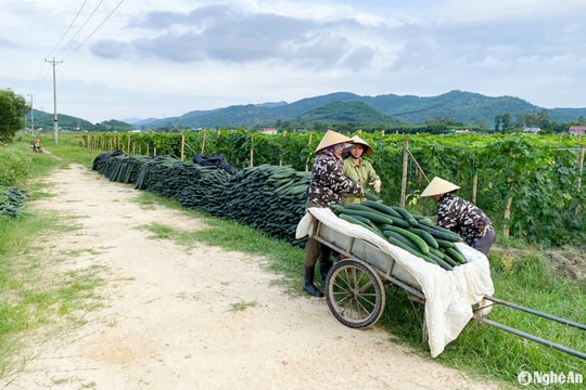 Kinh nghiệm trồng bí xanh trái vụ 'ăn chắc' của nông dân Nghệ An