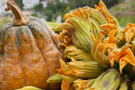 Công dụng của hoa bí với sức khỏe