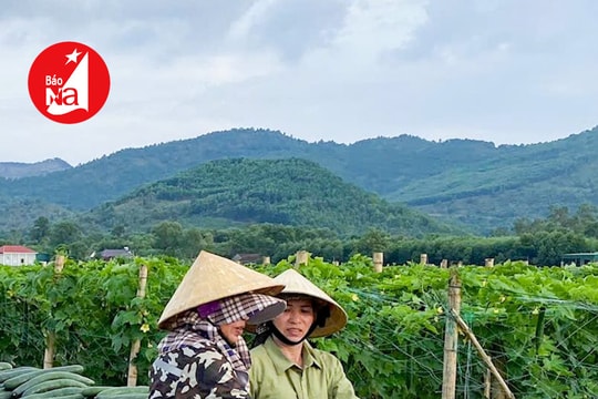 Bí quyết trồng bí xanh trái vụ 'ăn chắc' của nông dân Nghệ An