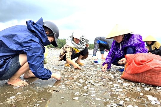 Người dân Nghệ An đổ xô đi nhặt 'lộc biển'