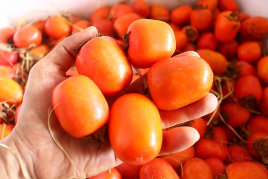 Hồng Nam Đàn đầu mùa bán chạy, được giá