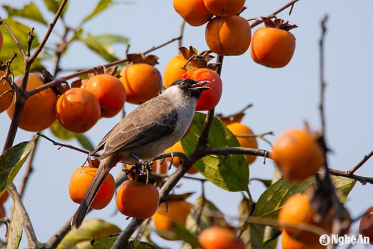 Dự báo thời tiết Nghệ An ngày 9/10