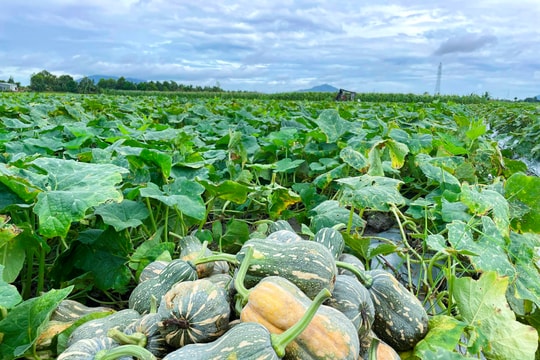 Nông dân Nam Đàn ‘trúng đậm’ khi giá bí đỏ cao kỷ lục