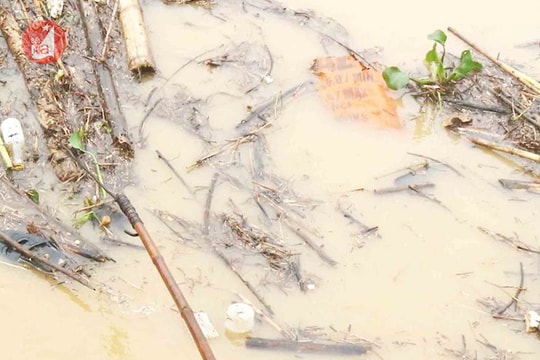 Đổ xô vớt củi sông bất chấp nước lũ