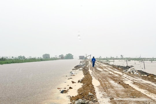 Nguy cơ tràn đê bao Hưng Đạo (Hưng Nguyên)