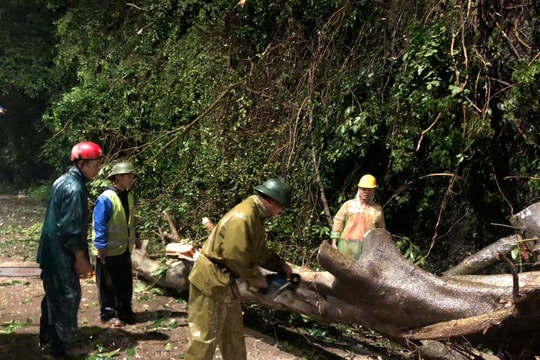 Cây gỗ bật gốc chắn ngang đường tại eo Vực Bồng (Con Cuông)
