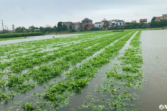 Nhiều diện tích rau màu ở Nghệ An chìm trong biển nước