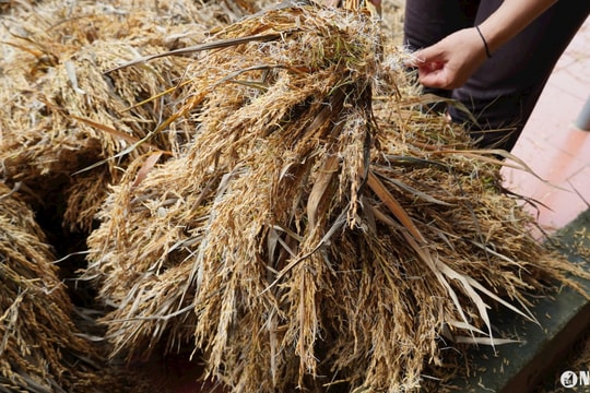 Nông dân xót xa nhìn lúa mọc mầm, thối rũ vì mưa liên tiếp