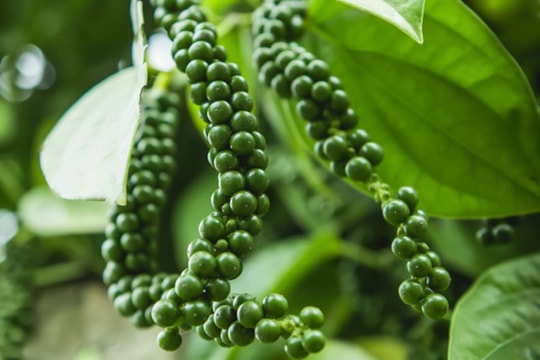Giá tiêu hôm nay 25/9/2024: Giảm mạnh đến 1,500 đồng/kg